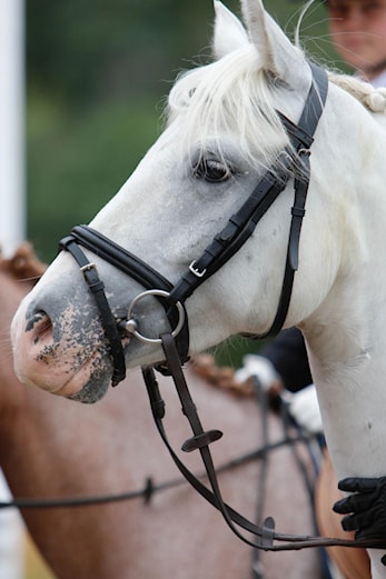 Baltic cup Herlufmagle (DEN) 10-13. april